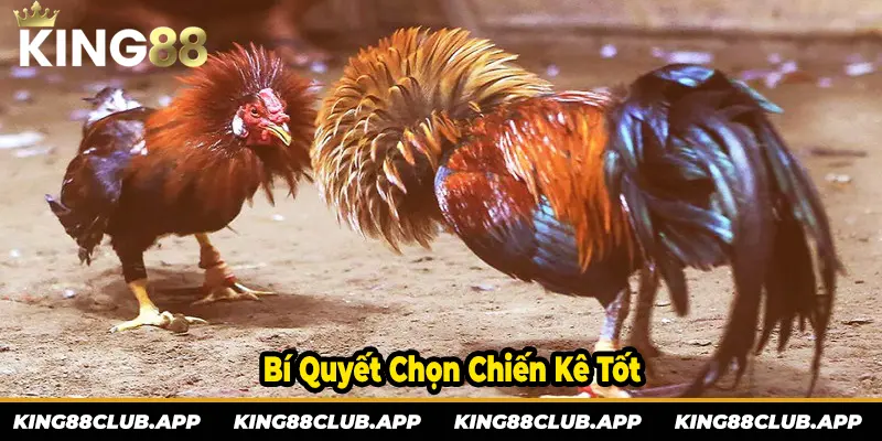 Mẹo chọn chiến kê tốt dễ thắng hơn