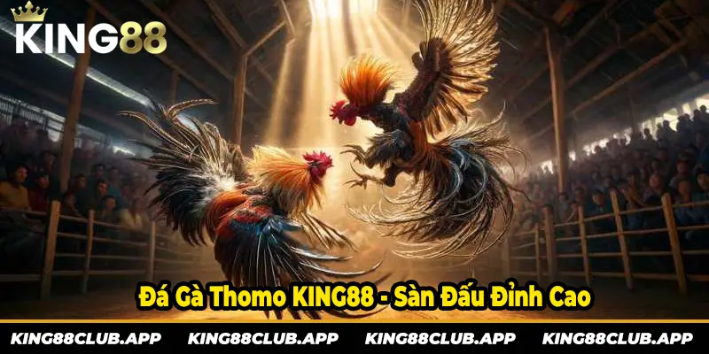 Giới thiệu về đá gà thomo có mặt tại nhà cái KING88