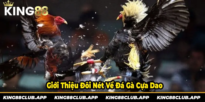 Giới thiệu đôi nét về bộ môn đá gà cựa dao