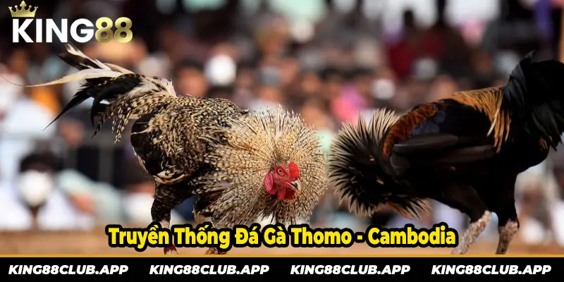 Nét truyền thống cực đẹp của đá gà thomo tại Cambodia